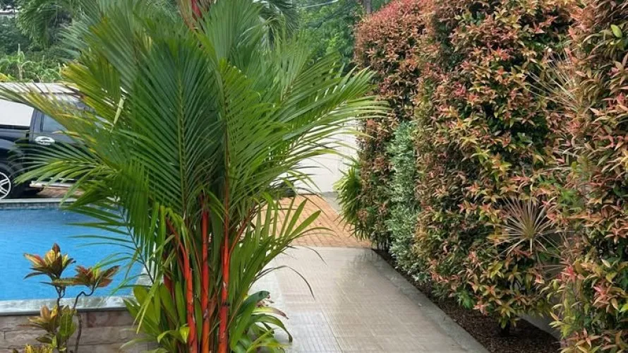 Propriété commerciale de 3 chambres à Rawai, Thailand No. 408 № 6